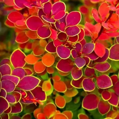 Барбарис ОРАНЖ САНРАЙЗ тунберга в Горках