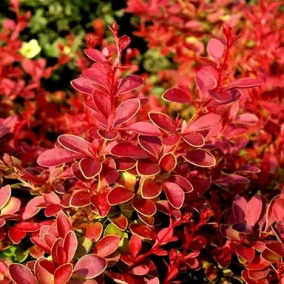 Барбарис КОРАЛ тунберга в Горках