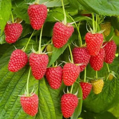 Малина БРУСВЯНА в Горках