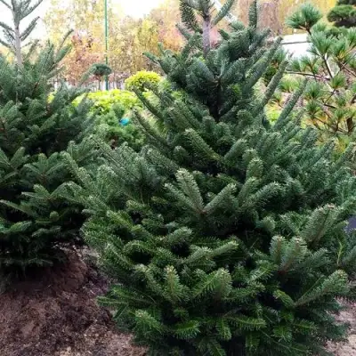 Пихта ФРАЗЕРА в Горках