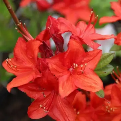 Азалия ПАРКФАЕР листопадная в Горках