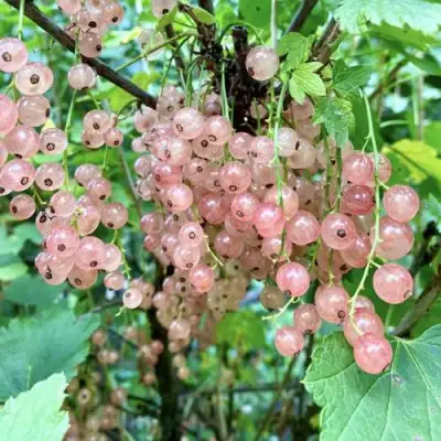 Смородина розовая ГОЛЛАНДСКАЯ РОЗОВАЯ в Горках