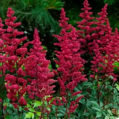 Астильба БУРГУНДИ РЕД Арендса в Горках