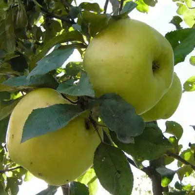 Яблоня АНТОНОВКА ОБЫКНОВЕННАЯ в Горках