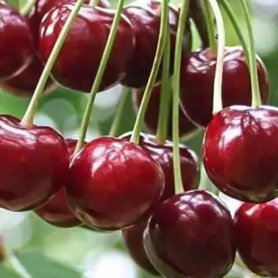 Вишня УЙФЕХЕРТОЙ ФЮРТОШ в Горках