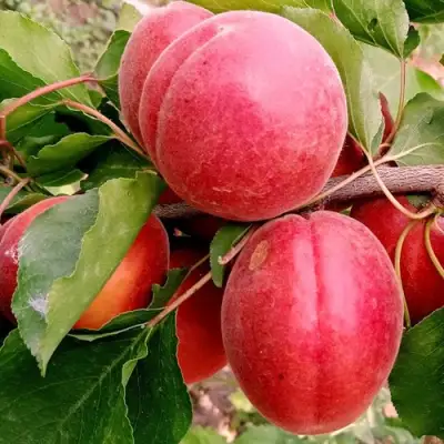 Абрикос РУБИСТА в Горках