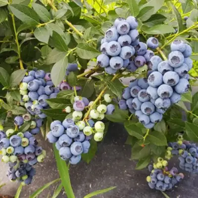 Голубика ОСОРНО в Горках