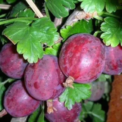 саженцы крыжовника колобок