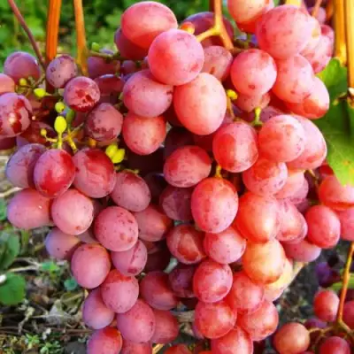 Виноград КИШМИШ КРАСНЫЙ в Горках