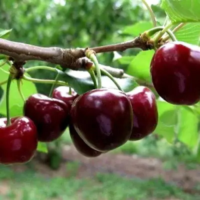 Вишня МОРОЗОВКА в Горках