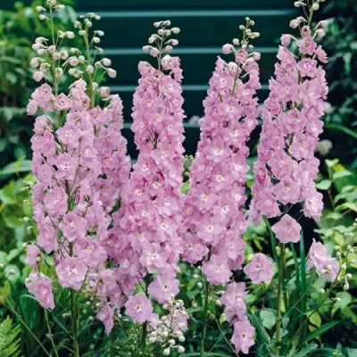 Дельфиниум ПЕТТИКОУТ гибридный в Горках