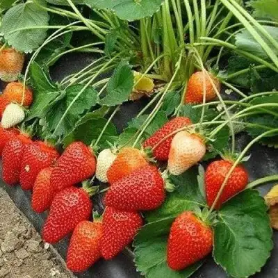 Клубника РОКСАНА в Горках