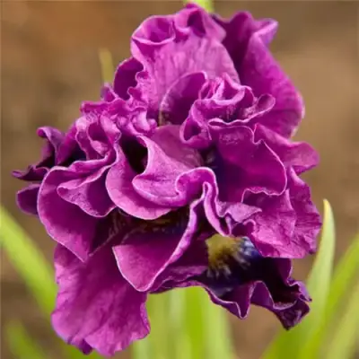 Ирис БАНДЛ ОВ ДЖОЙ сибирский в Горках