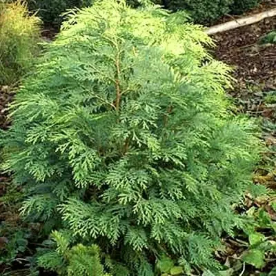 Кипарисовик САНКИСТ лавсона в Горках