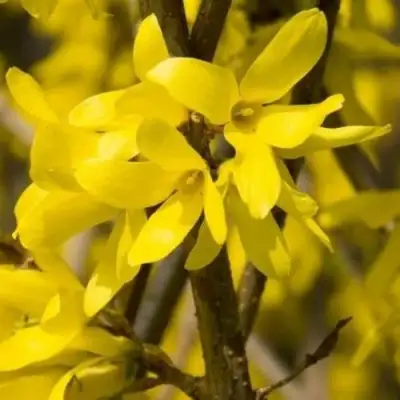 Форзиция ТАРАНДТ промежуточная в Горках