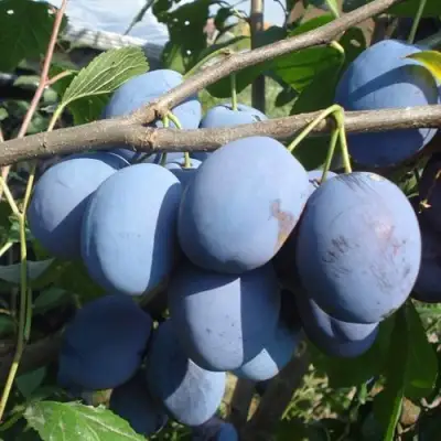 Слива ЧАЧАКСКАЯ РАННЯЯ в Горках