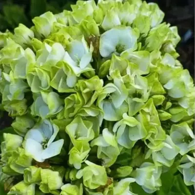 Флокс САНШАЙН метельчатый в Горках