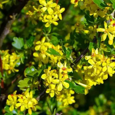 Смородина золотистая ВИШНЕВАЯ в Горках