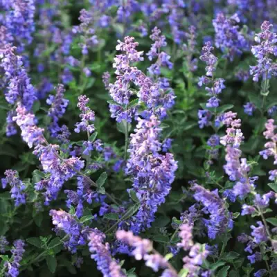 Котовник СИКС ХИЛЛС ГИАНТ в Горках