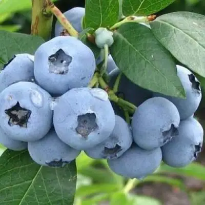 Голубика БЛЮЭТТА в Горках