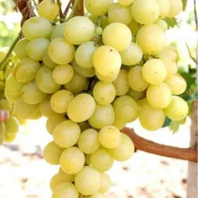 Виноград ТАЛИСМАН в Горках