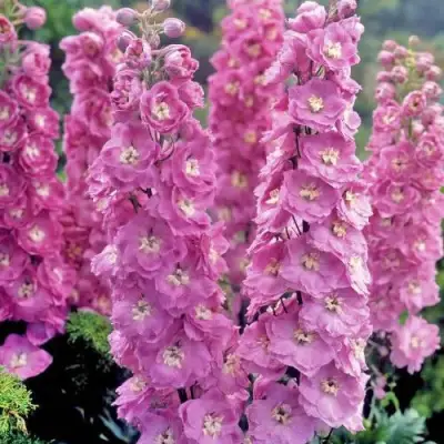 Дельфиниум ДЕЛЬФИС ПИНК ПАУЭ высокий в Горках