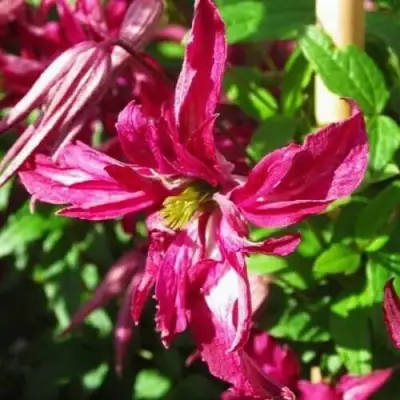 Клематис РОЗАЛИН в Горках