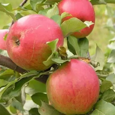 Яблоня АУКСИС в Горках