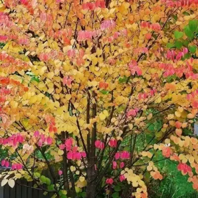 БАГРЯННИК японский в Горках