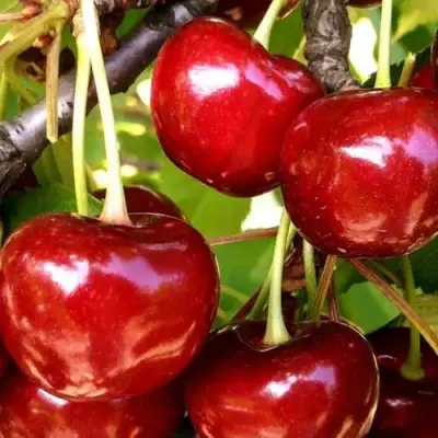 Черешня МИНЧАНКА в Горках