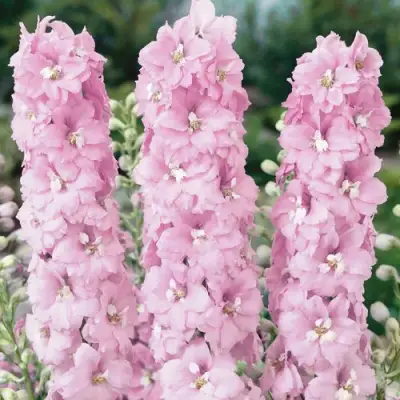 Дельфиниум ПЕТТИКОУТ гибридный в Горках