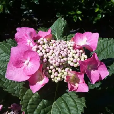 Гортензия БЛАУМАЙС (БЛАУМАЙЗЕ) крупнолистная в Горках