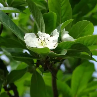 МУШМУЛА  в Горках