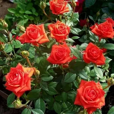 Роза ОРАНЖ ДЖЕВЕЛ миниатюрная в Горках