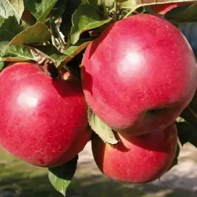 Яблоня РУБИН в Горках