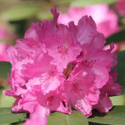 Рододендрон ЛУМИНА в Горках