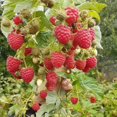 Малина ТАДМОР в Горках