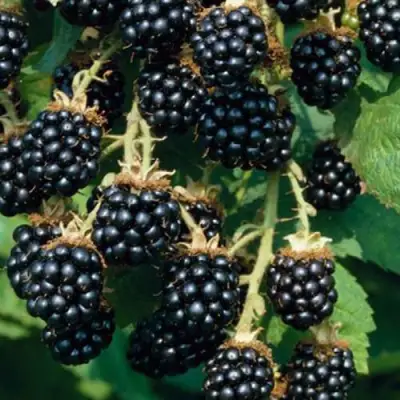 Ежевика БЛЭК САТИН бесшипная  в Горках