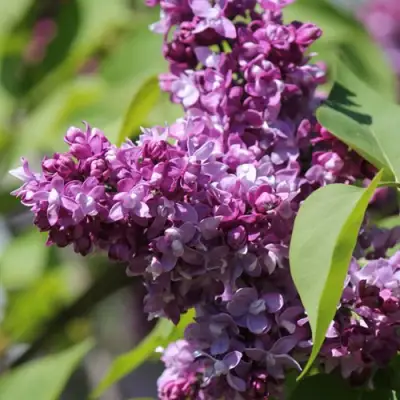 Сирень ИЗОБИЛИЕ в Горках