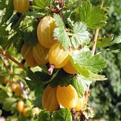 Крыжовник КУРШУ ДЗИНТАРС  в Горках