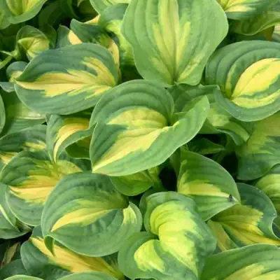 Хоста ЭМЕРАЛЬД ЧАРДЖЕР гибридная в Горках