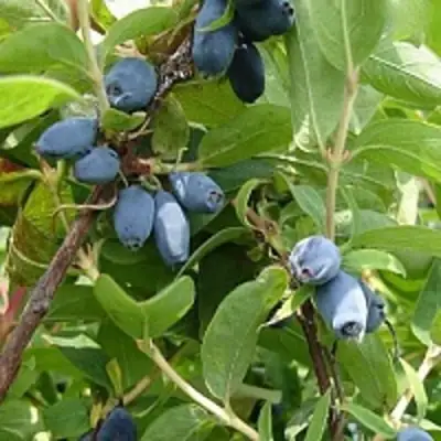 Жимолость съедобная НАРЫМСКАЯ в Горках