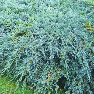 Можжевельник БЛЮ КАРПЕТ чешуйчатый в Горках
