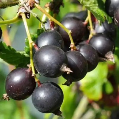 ЙОШТА в Горках