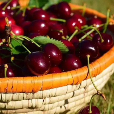 Вишня НЕСВИЖСКАЯ в Горках