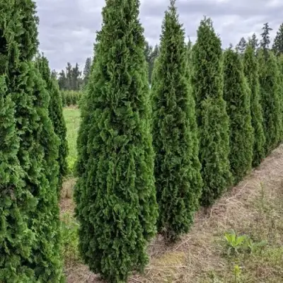 Туя ДЕГРУТ СПАЙР западная в Горках