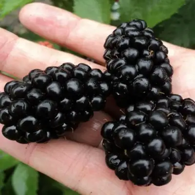 Ежевика ПОЛАР бесшипная  в Горках