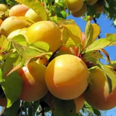 Слива МЕДОВАЯ ЖЁЛТАЯ в Горках