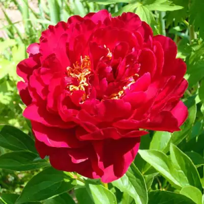 Пион ХРАБРЫЙ ВОИН травянистый в Горках