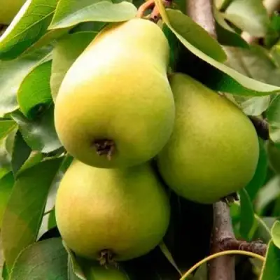 Груша НЕЖНОСТЬ колонновидная	 в Горках